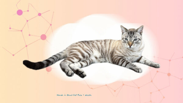 Kater Mando in Skool-Cat Pose by doschu